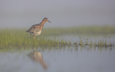 Ruff - male bird at a wetland on the mating season in spring