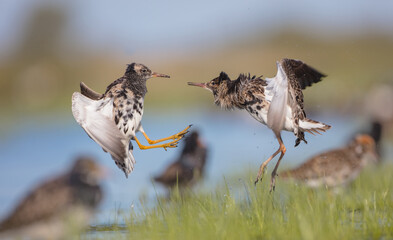 Ruff - male birds fighting at a wetland on the mating season in spring