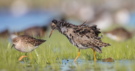  The ruff - pair at wetland on a mating season in spring