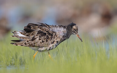 Ruff - male bird at a wetland on the mating season in spring