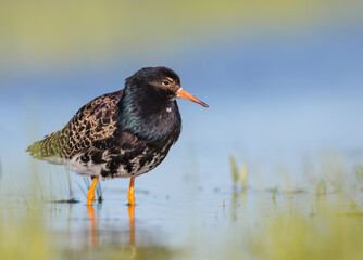 Ruff - male bird at a wetland on the mating season in spring