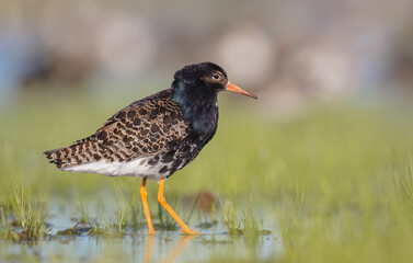 Ruff - male bird at a wetland on the mating season in spring