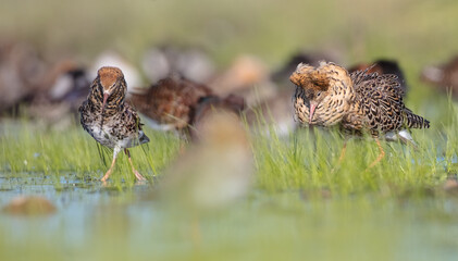 Ruff - male birds fighting at a wetland on the mating season in spring