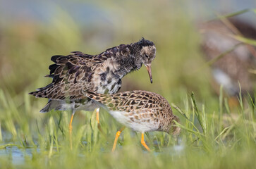  The ruff - pair at wetland on a mating season in spring