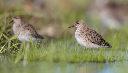 Ruff -  female feeding at the wetland on the mating season in spring