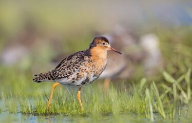 Ruff - male bird at a wetland on the mating season in spring