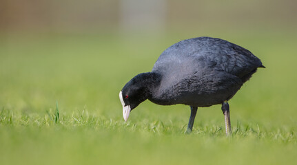 Eurasian coot - adult bird in spring