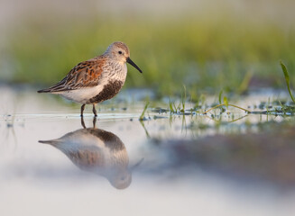 Dunlin - adult bird at a wetland on the spring migration 