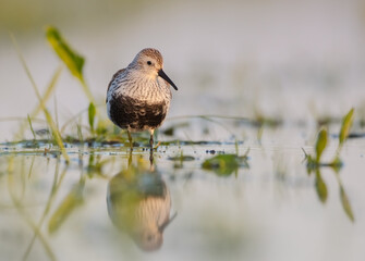Dunlin - adult bird at a wetland on the spring migration 