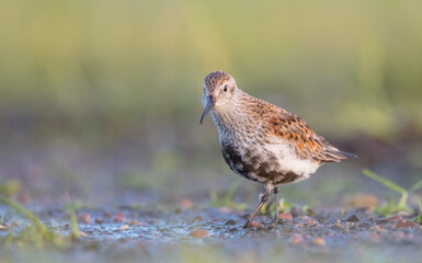 Dunlin - adult bird at a wetland on the spring migration 