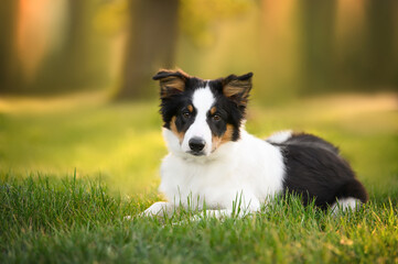 border collie puppy lying down on grass in summer