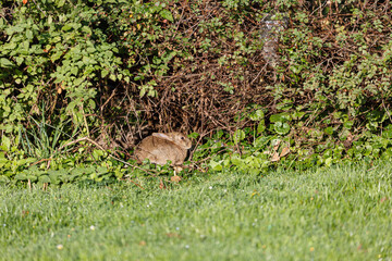 Naklejka na ściany i meble Rabbit on grass try to hide in bush