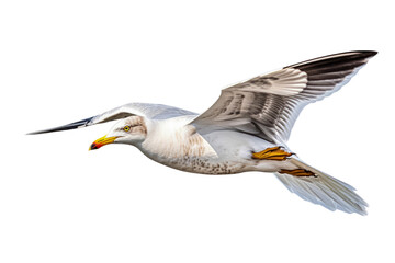 A seagull in mid-flight with wings extended. Generative AI
