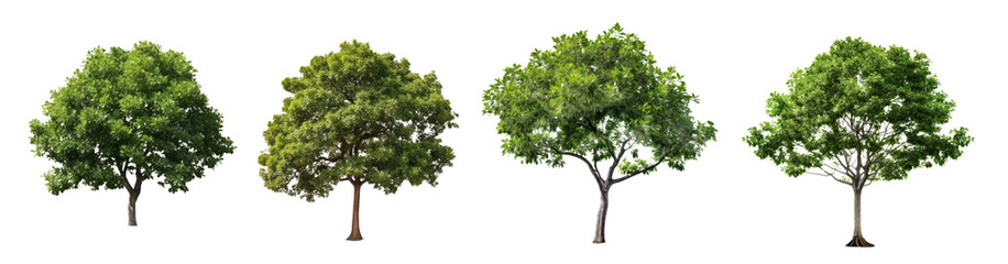 Fototapeta na wymiar Trees in a row isolated on transparent background, green foliage and trunks PNG, Generative AI