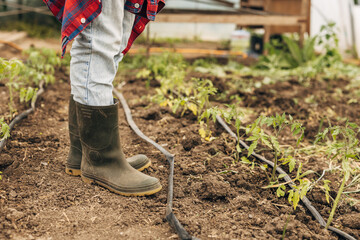 Closeup view of tomato seedling planted in soil.