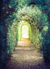 The green tunnel. Tunnel of trees leading to light