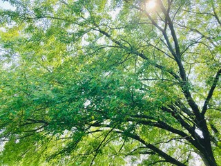 Fototapeta na wymiar sunlight through the trees