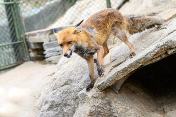 A red fox on rocks in captivity