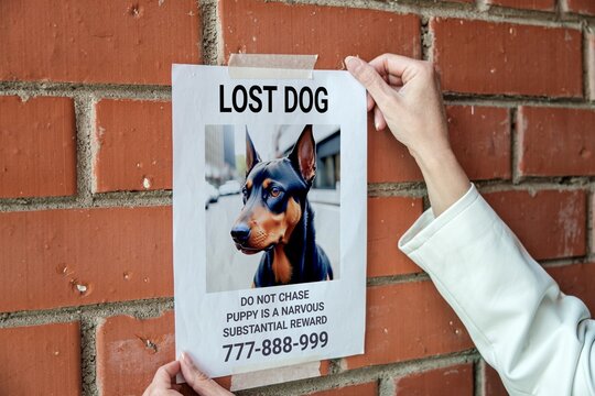 Women's hands sticking an notice about the loss of a dog on a brick wall.