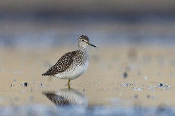 Wood sandpiper (Tringa glareola) standing in the wetlands in spring.	
