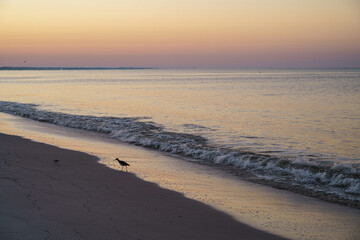 Sanderling Scurrying In the Morning Tide at Sunrise 2