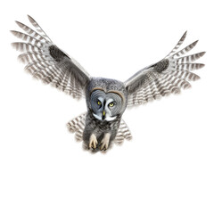 Obraz premium a Great-Grey Owl, in flight, front view, a nocturnal bird of prey, piercing eyes, Nature-themed, photorealistic illustrations in a PNG, cutout, and isolated. Generative AI