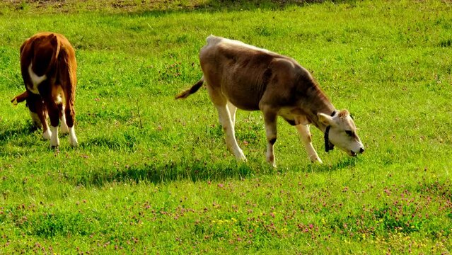 one brown young polled heifer grazes in a meadow, chews grass in meadow, pastures on sunny day, meat and dairy industry concept, ecology, problem of greenhouse gases methane, food production