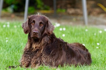 labrador retriever