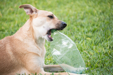 Dog lying on the grass playing with plastic bottle