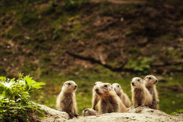 Präriehund - Erdhörnchen - Nagetier - Cute Prairie Dog - Family - Groundhog - Genus Cynomys -...