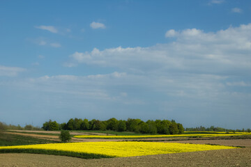 Rapeseed field and sky. - 606127872