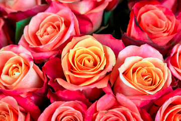 A bouquet of many similar roses