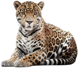 Foto op Plexiglas Wild lying jaguar isolated on a white background, generative AI animal © Flowal93