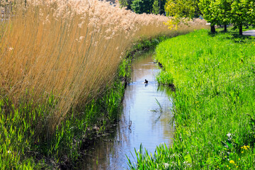 Grass and reeds grow along the water canal