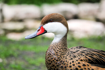 A white-cheeked pintail. Bahama pintail or summer duck. Anas bahamensis.