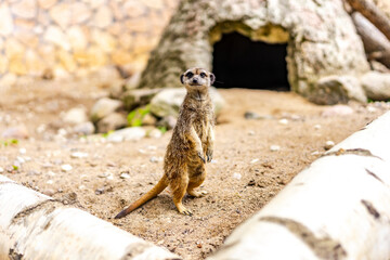 couriouse suricate