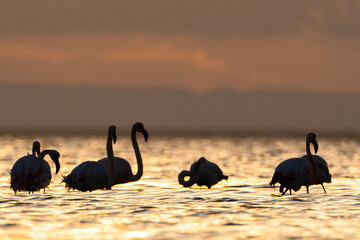 Flamingo on the island of Djerba - Tunisia © skazar