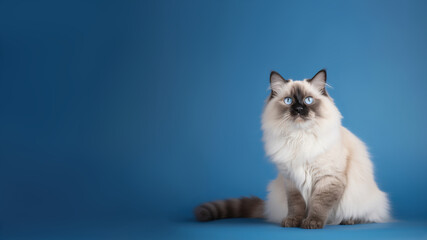 Fototapeta na wymiar Kinkalow cat post on blue background with copyspace (Generative AI)