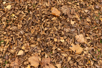 Dull orange foliage on trees in autumn cloudy weather