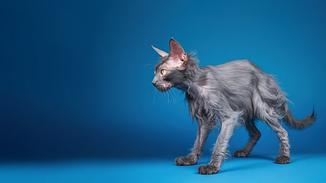 Lykoi cat post on blue background with copyspace (Generative AI)