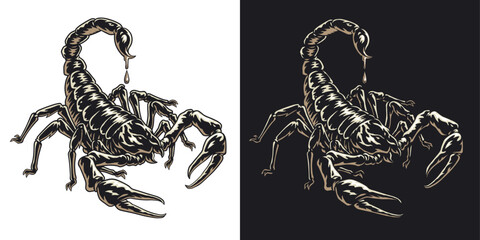 Scorpion or scorpio animal attacks isolated on a white background. Scorpius zodiac symbol tattoo. Black and white hand drawn vector illustration - obrazy, fototapety, plakaty