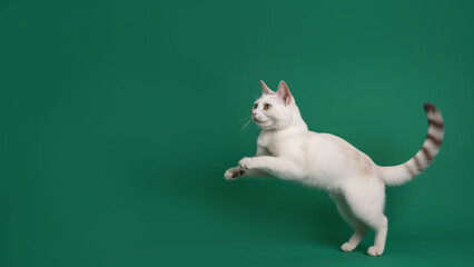 Ukrainian Levkoy cat post on green background with copyspace (Generative AI)
