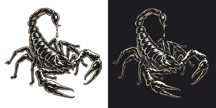 Scorpion or scorpio animal attacks isolated on a white background. Scorpius zodiac symbol tattoo. Black and white hand drawn vector illustration