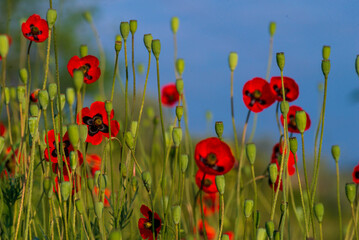 Obraz premium Beautiful field of red poppies in the sunset light poppy wild small flower meadow floral background, sunset Amazing Landscape selective focus Opium Natural drugs countryside summer green Romantic.