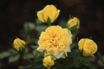 Leuchtende Sonnenblumenpracht: Die Schönheit der Staudensonnenblumen