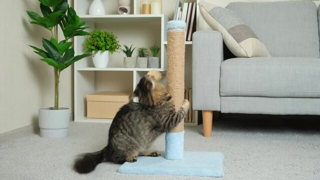 Funny playful cat sharpens its claws on a scratching post and plays, jumps on the couch