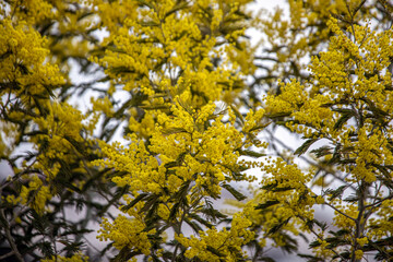 yellow leaves on a tree