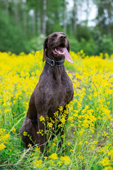 Golden Majesty: A Regal Portrait of a German Shorthaired Pointer in Yellow