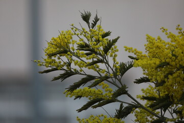 yellow flowers in the garden