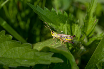 Green grasshoper sitting on a green leaf macro photography in summertime. Common field grasshopper sitting on a plant in summer day close-up photo. Macro insect on a green background.